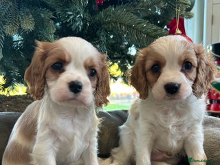 Cavalier King Charles Spaniel dogs Quality cavalier King Charles spaniel - Advert 1