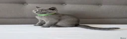 British Shorthair cats for sale: Beautiful British Shorthair Kittens for LovingHome - Advert 17