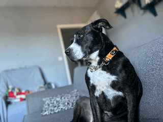 Staffordshire Bull Terrier dogs Milo Is Looking For His Forever Home - Advert 1