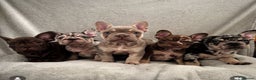 French Bulldog dogs for sale: Beautiful well bred, amazing temperament puppies - Advert 10