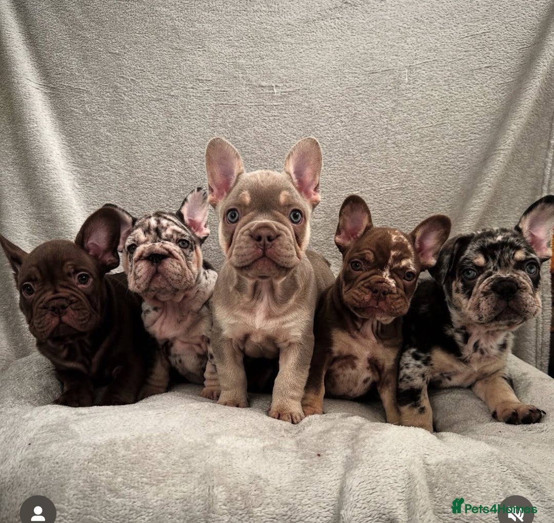 French Bulldog dogs for sale: Beautiful well bred, amazing temperament puppies - Advert 10