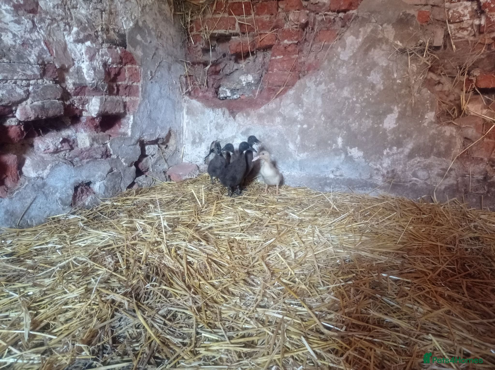 Ducks poultry Dutch Hookbill Ducklings - Advert 5