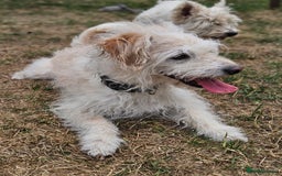 Jack Russell dogs for sale: Beautiful scruffie - Image 2