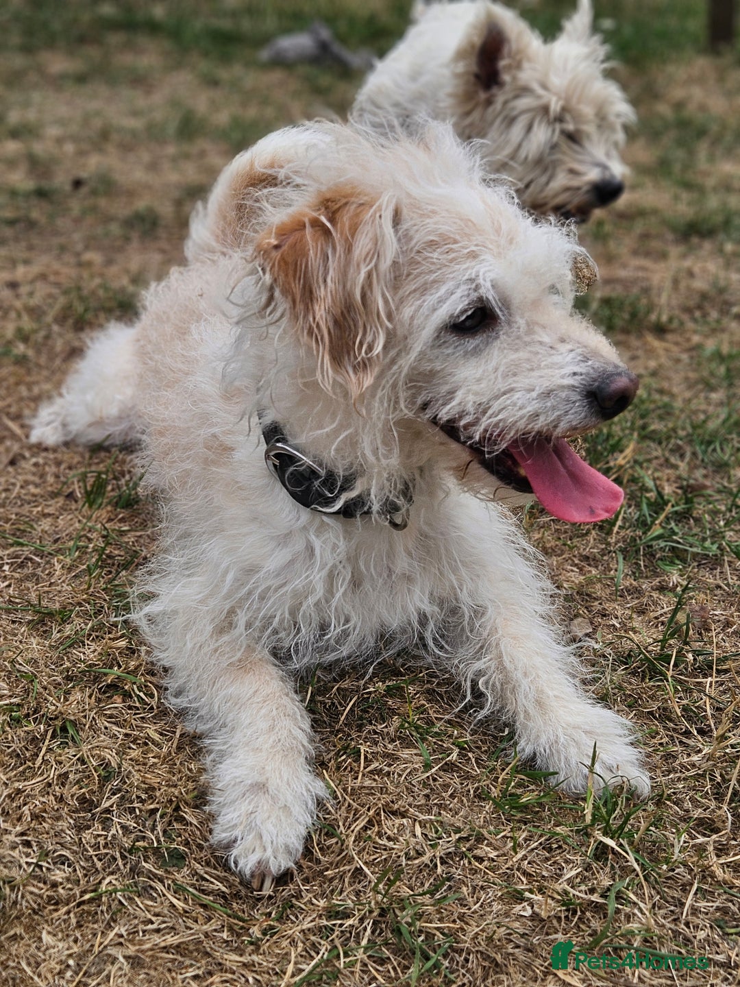 Jack Russell dogs for sale: Beautiful scruffie - Image 2