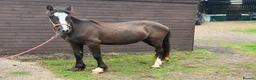 Welsh Section D horses for sale: Grace - Beautiful Welsh D Filly  - Advert 3