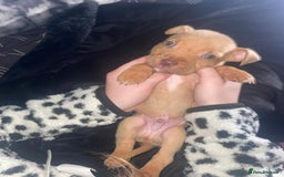 Mixed Breed dogs for sale: Siberian Husky x Pocket Bully  - Image 4