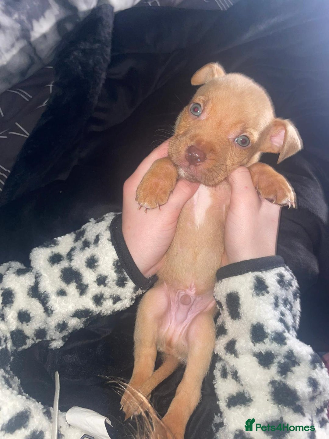 Mixed Breed dogs for sale: Siberian Husky x Pocket Bully  - Image 4