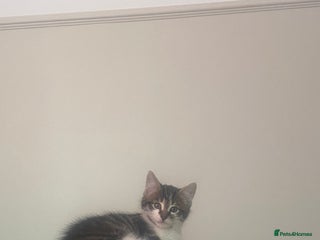 Mixed Breed dogs Most beautiful boy! - Advert 16