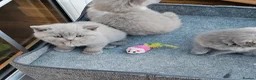 British Shorthair cats for sale: GCCF lilac boy ready to leave - Advert 5