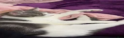 Mixed Breed cats for sale: Kitten - black & white - age 7 months- cute &quiet in Northampton - Advert 2