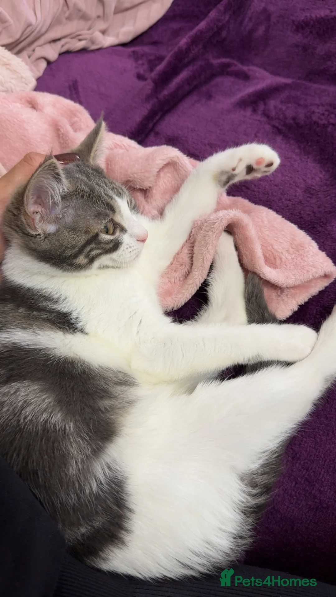 Mixed Breed cats for sale: Kitten - black & white - age 7 months- cute &quiet in Northampton - Advert 2