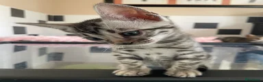Bengal 4