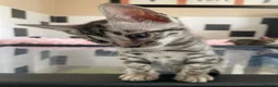 Bengal cats for sale: Gorgeous TICA Registered Bengal Kittens - Advert 17