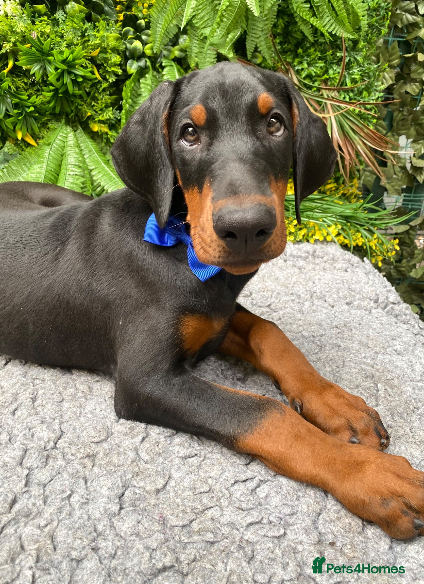 Dobermann dogs *KC REGISTERED* HEALTH TESTED DOBERMAN PUPPIES - Advert 1