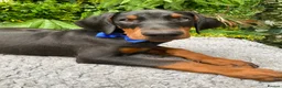 Dobermann dogs for sale: *KC REGISTERED* HEALTH TESTED DOBERMAN PUPPIES - Advert 9