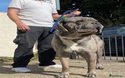 Cane Corso dogs for sale: Stunning puppies  - Image 7