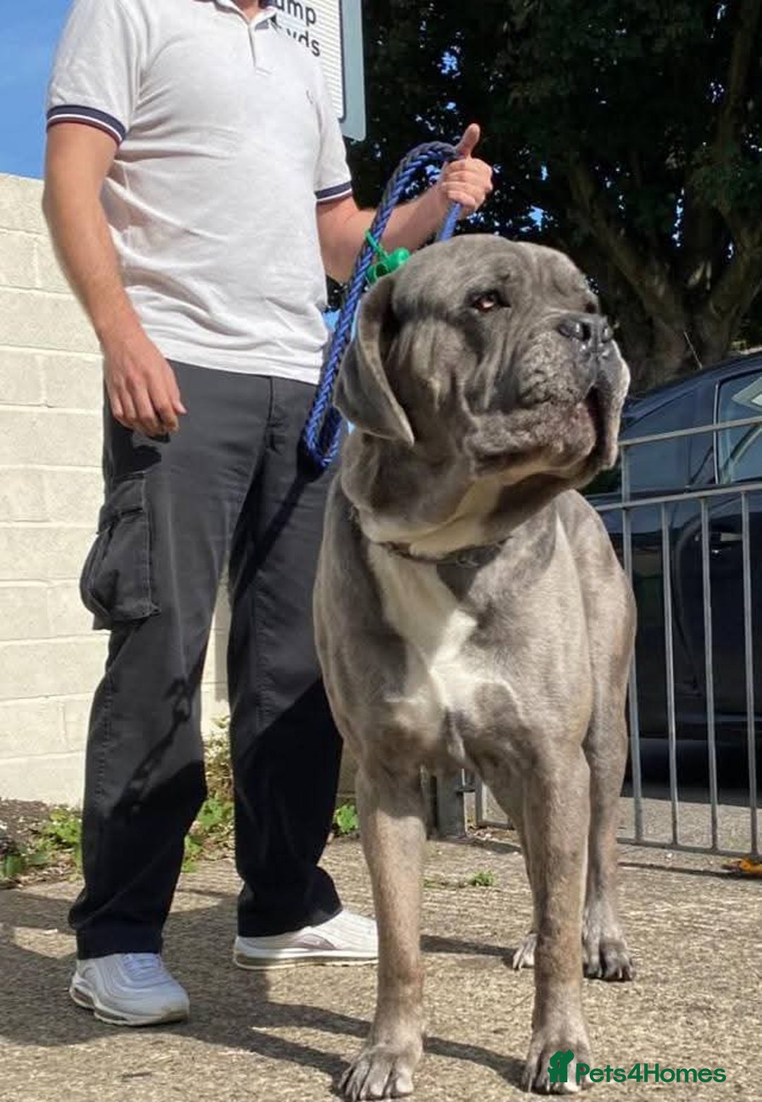 Cane Corso dogs for sale: Stunning puppies  - Image 7