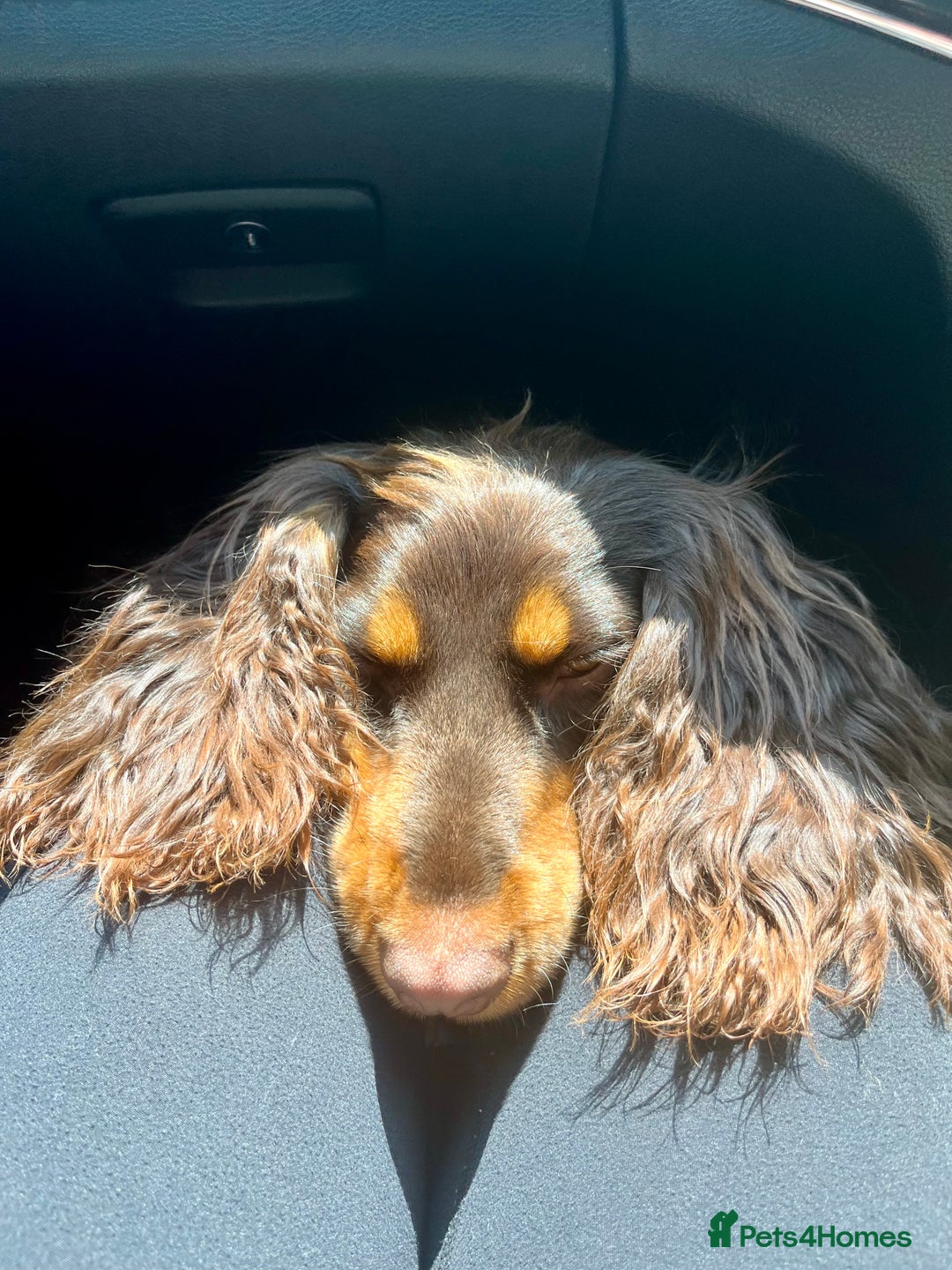 Cocker Spaniel dogs for stud: Dog Breeder - Image 11