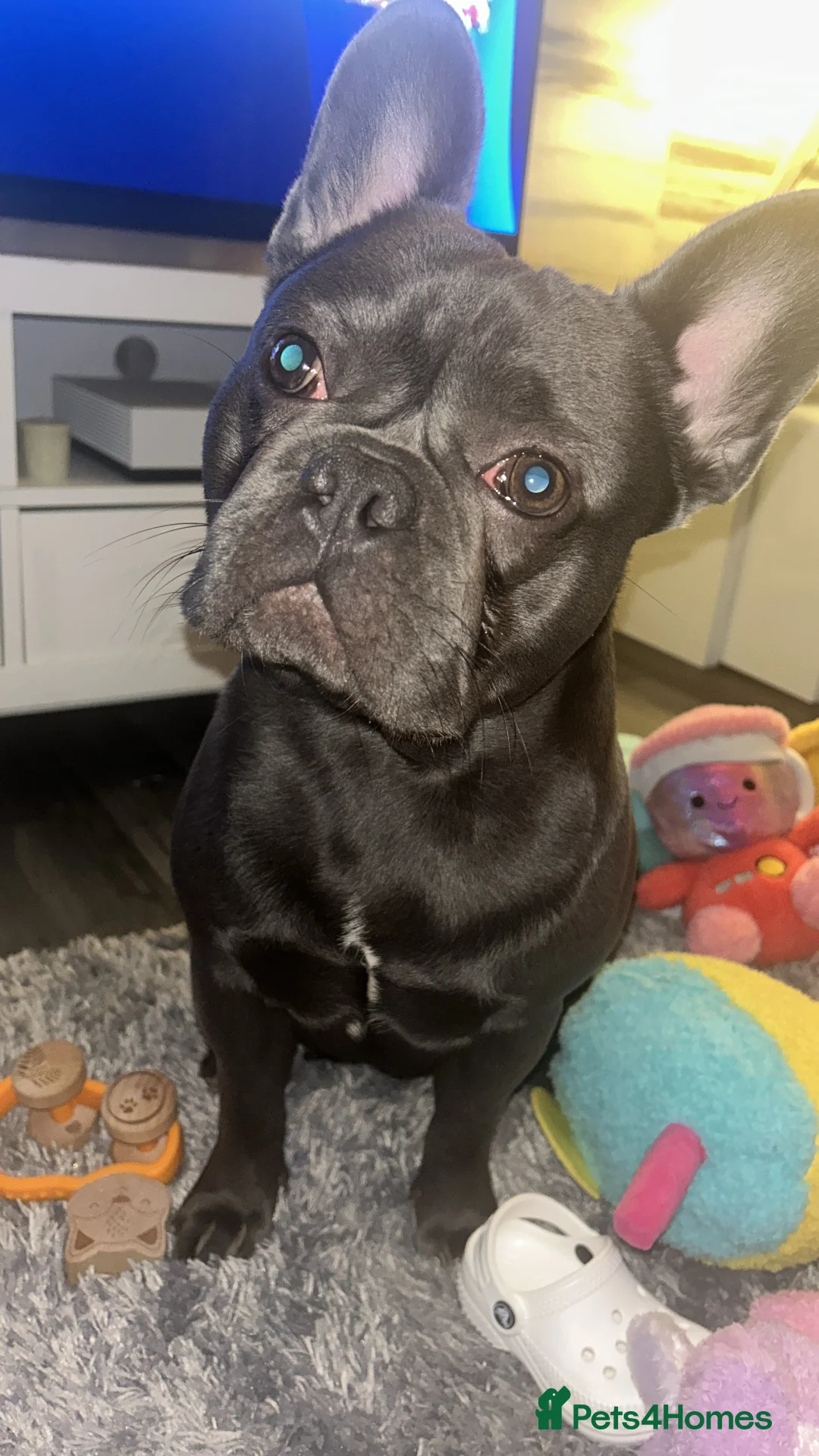 French Bulldog dogs for stud: Ready for stud  - Advert 2