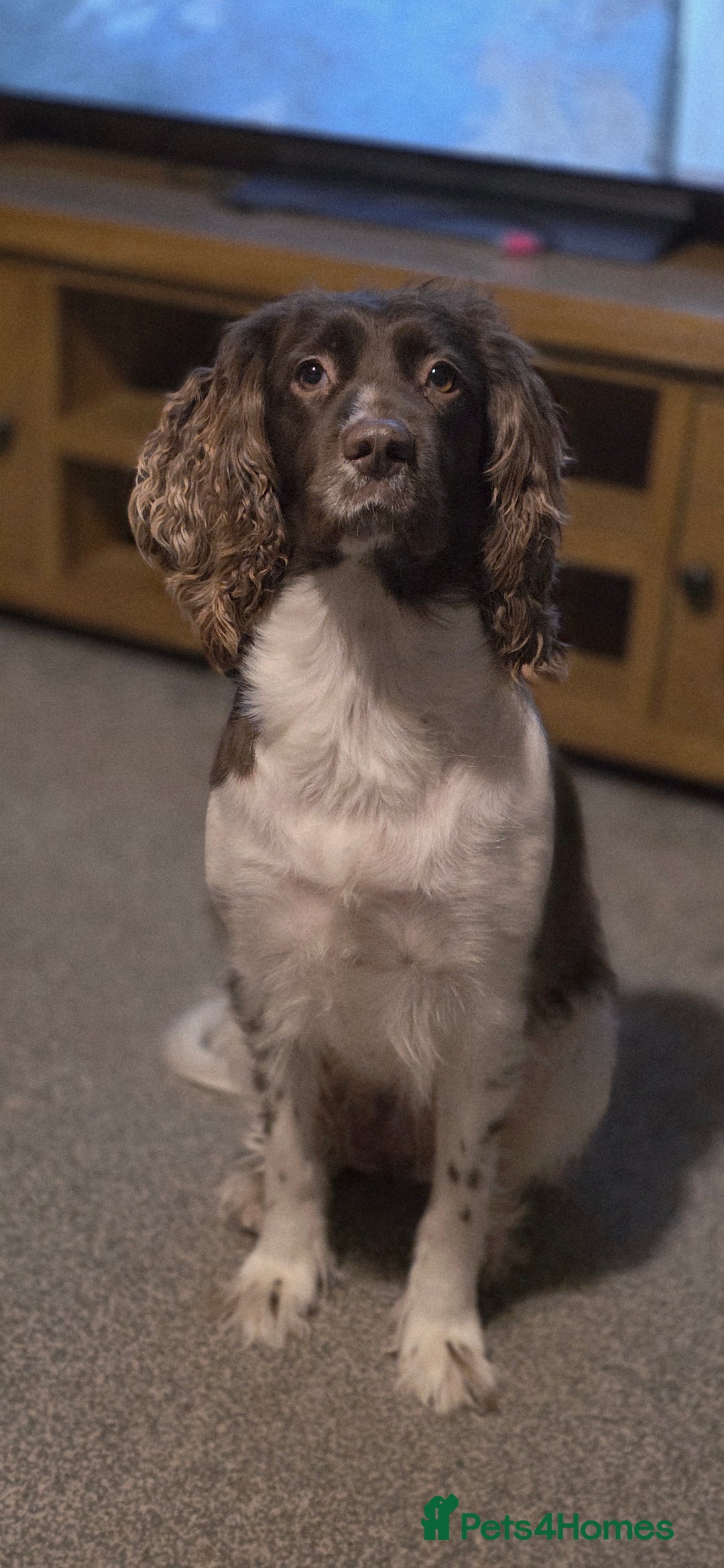 Sprocker dogs for sale: Sprocker pup - Advert 2