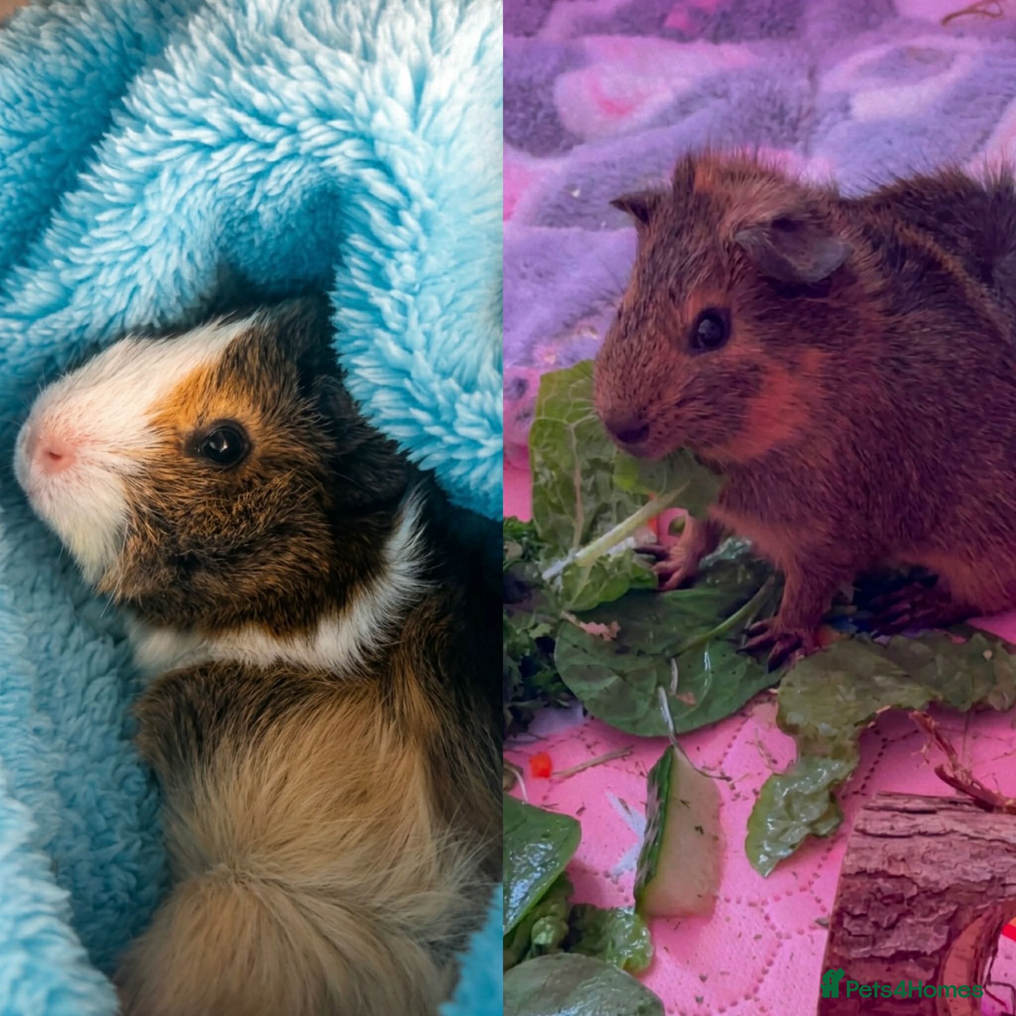 Guinea Pig rodents 2 male Guinea pigs! - Advert 1