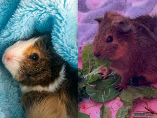 Guinea Pig rodents 2 male Guinea pigs! - Advert 1