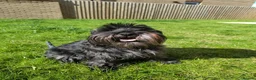 Miniature Schnauzer dogs for sale: Beautiful Black Miniature Schnauzer Puppies - Advert 16