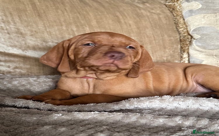 Hungarian Vizsla dogs - Advert 1