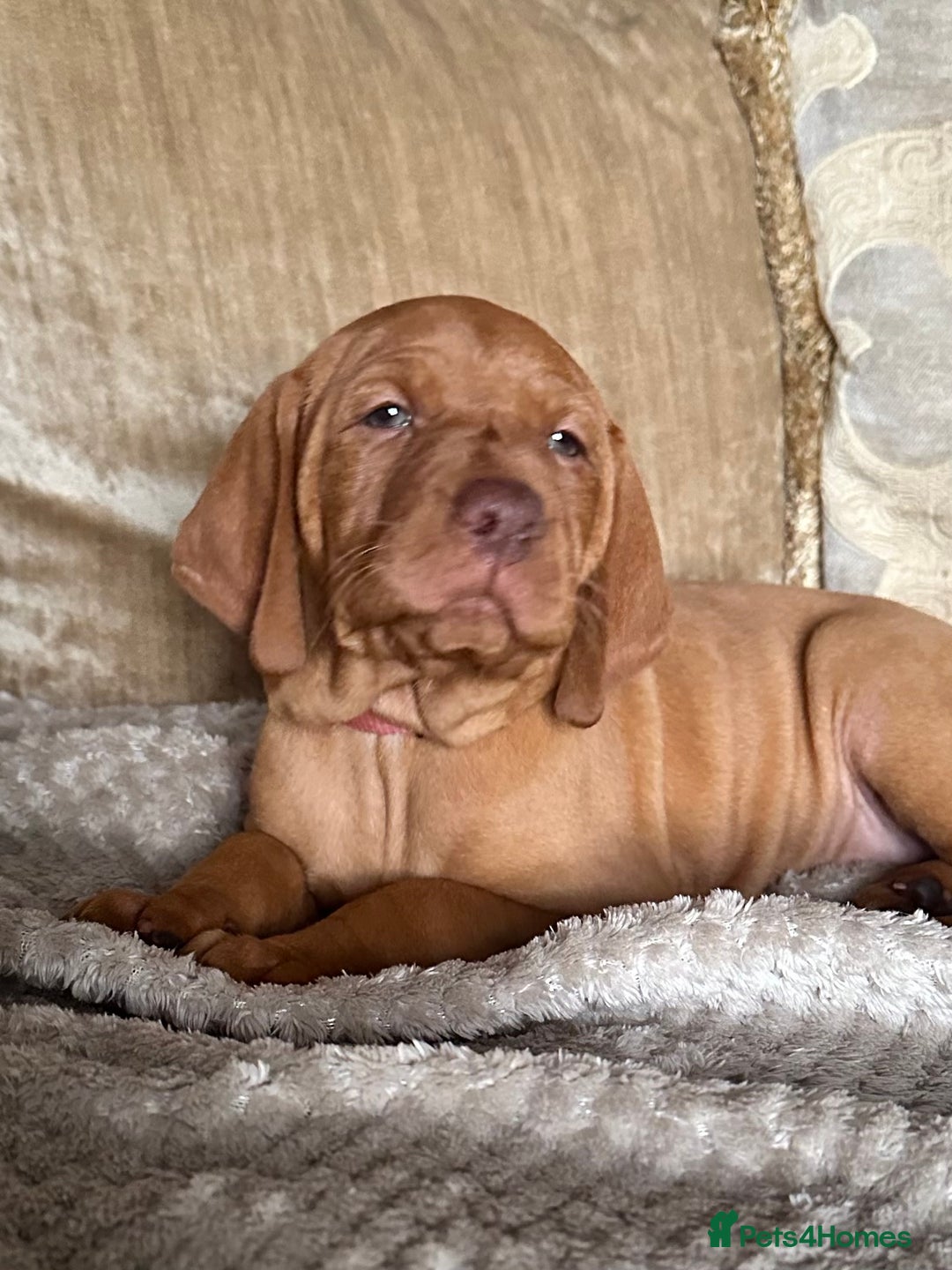 Hungarian Vizsla dogs for sale: 1CHUNKY DEEP RED HUNGARIAN VIZSLA GIRL PUPPY LEFT - Image 1