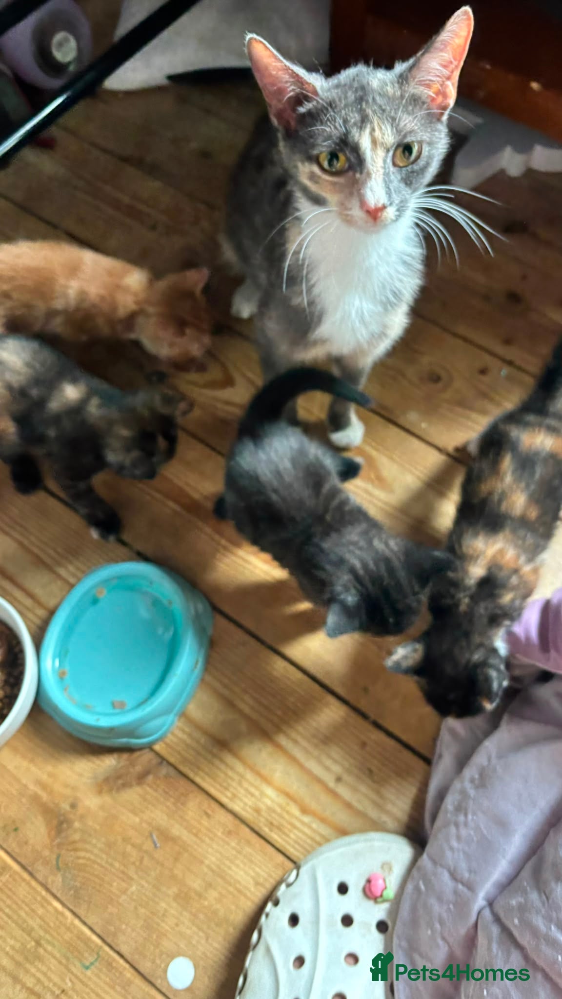 British Shorthair cats for sale: 4 mixed British shorthair gorgeous kittens - Advert 1