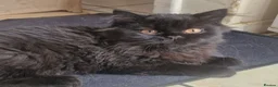 British Longhair cats for sale: Gorgeous GCCF reg British Longhair kitten  - Advert 1