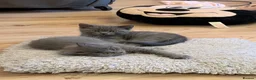 Russian Blue cats for sale: Russian Blue x British Shorthair kittens - Advert 3