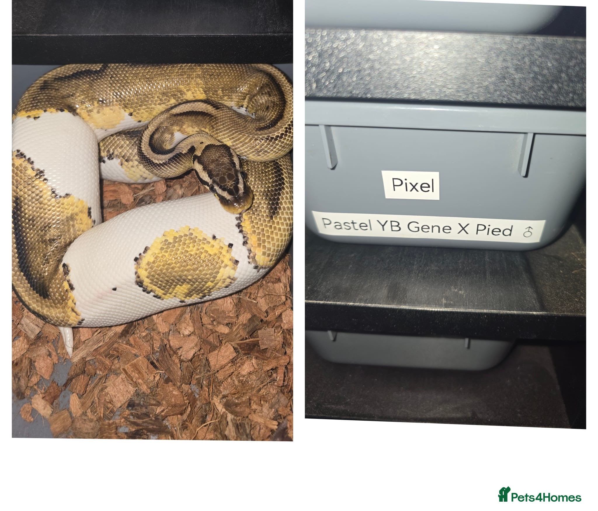Python Snake reptiles Pied ball pythons  - Advert 16