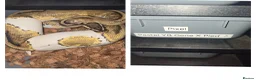 Python Snake reptiles for sale: Pied ball pythons  in Coalville - Advert 2