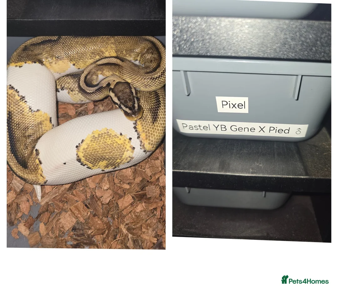Python Snake reptiles for sale: Pied ball pythons  in Coalville - Advert 2