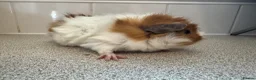 Guinea Pig rodents for sale: Gorgeous piggie ready for new home  - Advert 9