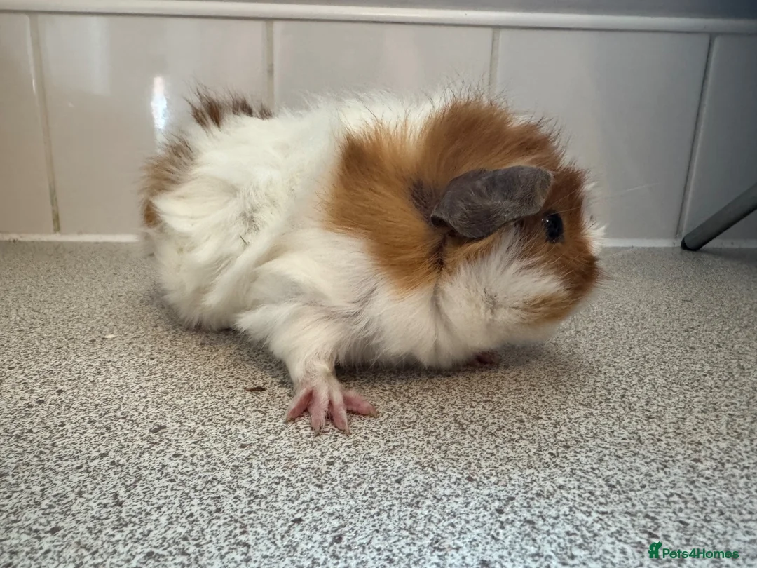 Guinea Pig rodents for sale: Gorgeous piggie ready for new home  - Advert 9