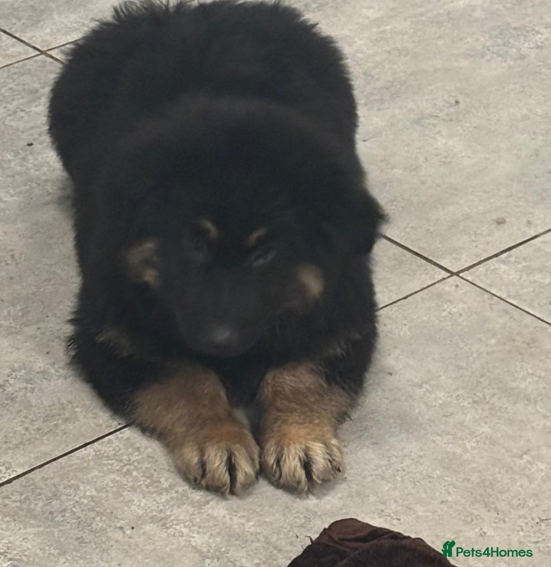 German Shepherd dogs for sale: 2 German Shepard boys  - Advert 17