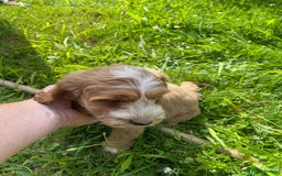 Cockapoo dogs for sale: Beautiful show cockapoo puppies - Image 12