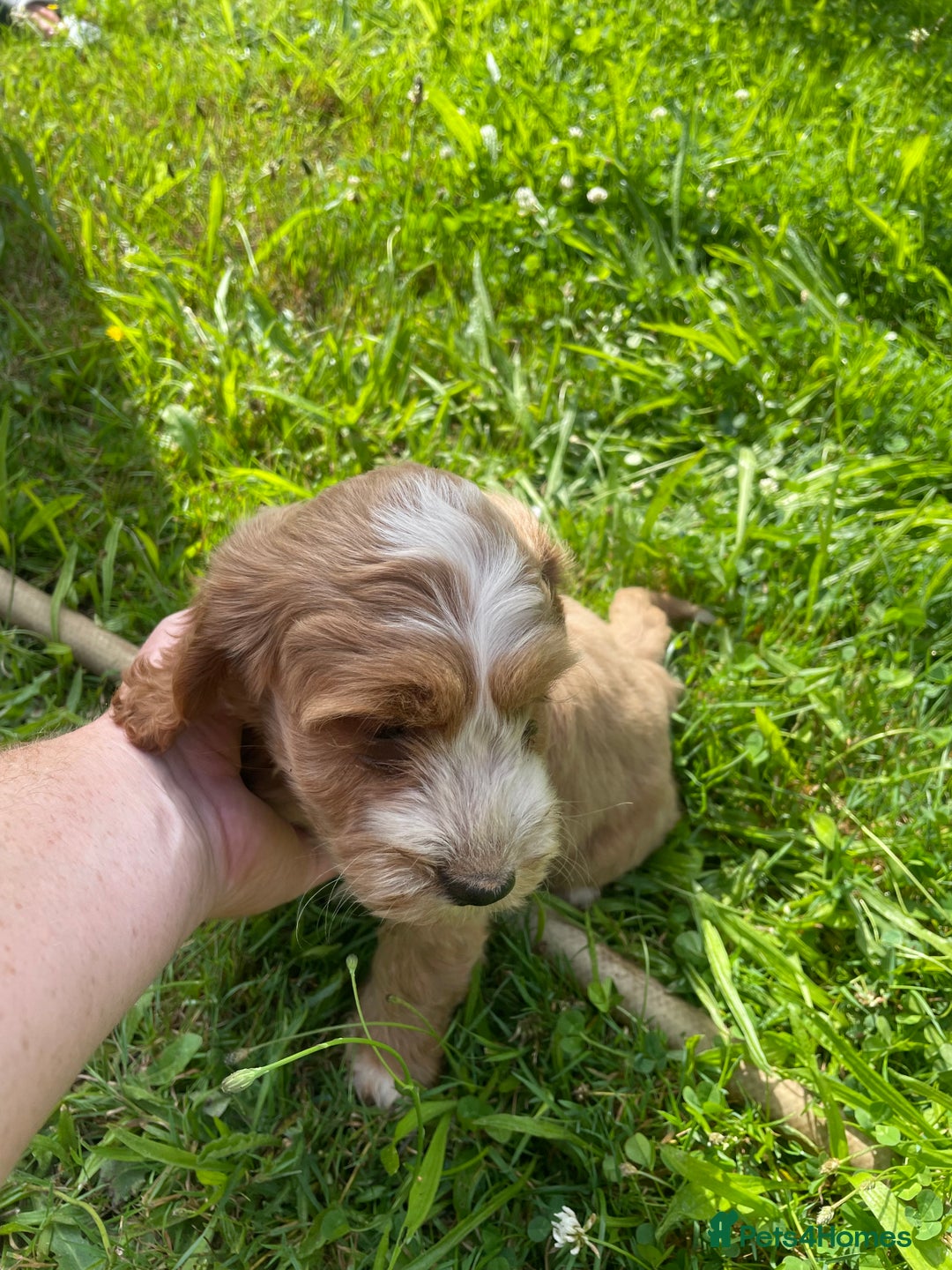 Cockapoo dogs for sale: Beautiful show cockapoo puppies - Image 12
