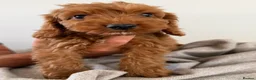 Cockapoo dogs for sale: Cockapoo Puppies - Advert 11