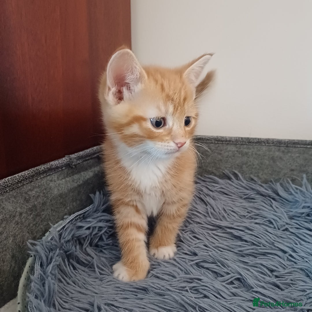 Mixed Breed cats for sale: Lovely kittens😻😻😽😽❤️ - Advert 22