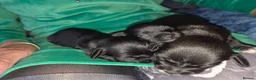 Mixed Breed dogs for sale: Dachshund & maltese Mauxie - Advert 5