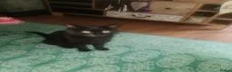 Mixed Breed cats for sale: Overlooked Rescue cats- 6m- 6 years🤎 - Advert 16