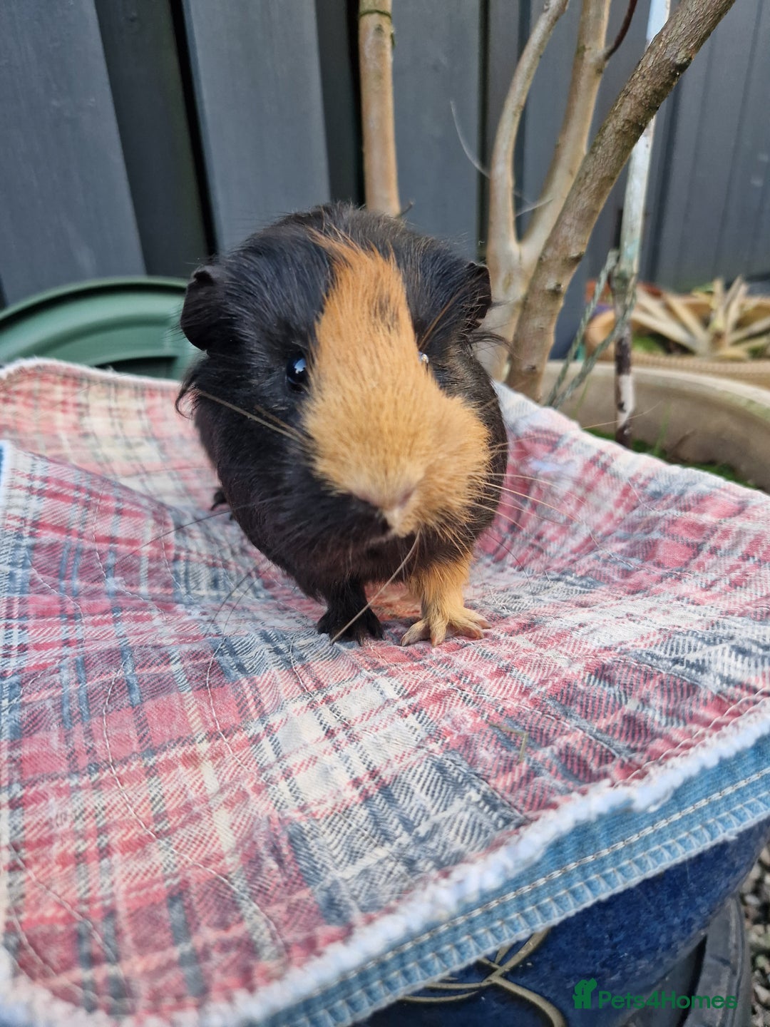 Guinea Pig rodents for sale: Beautful female guineapig  - Advert 6