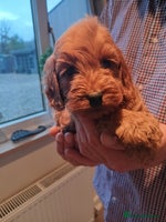 Cockapoo dogs - Advert 7