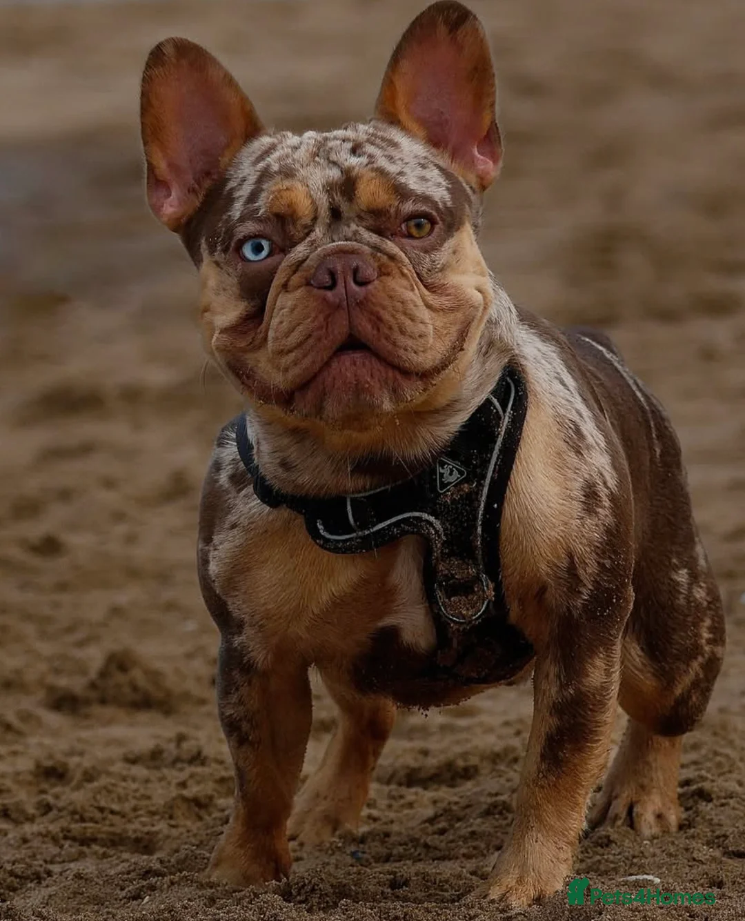 French Bulldog dogs for sale: Rojo French Bulldog puppies  - Advert 3