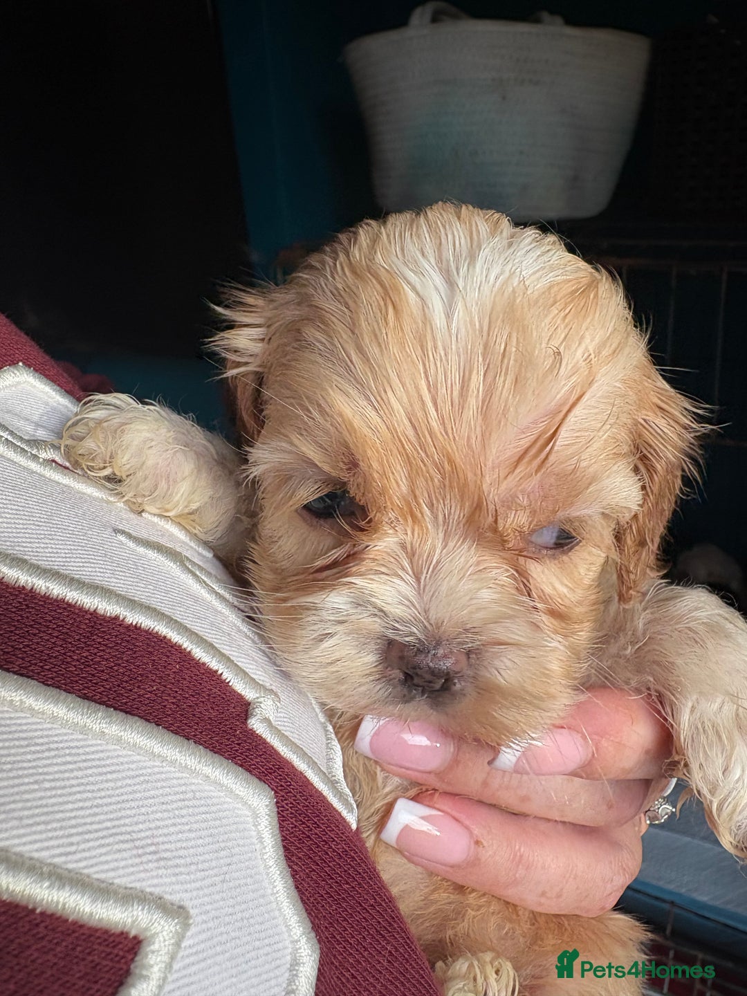 Cockapoo dogs for sale: Beautiful cockapoos - Advert 11