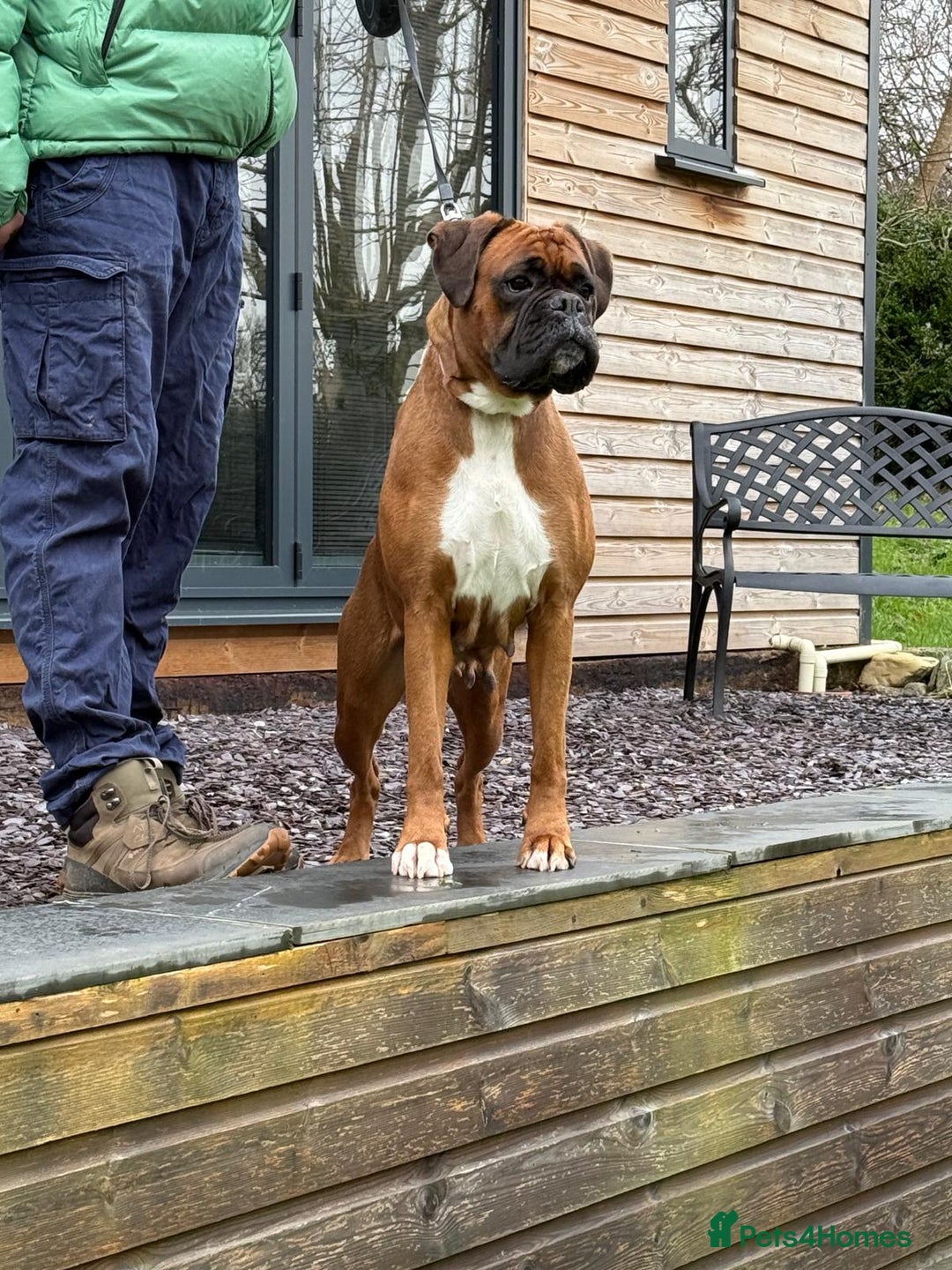 Boxer dogs for sale: Champion Sired KC Reg boxer puppies available - Image 12