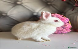 Netherland Dwarf rabbits for sale: rochelles_rabbits pure ND babies for sale - Image 16